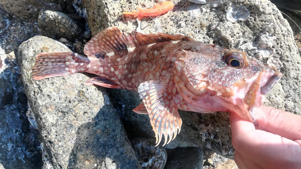 和歌山 大島漁港にてカサゴが釣れました 5月下旬 アングリングインベスター