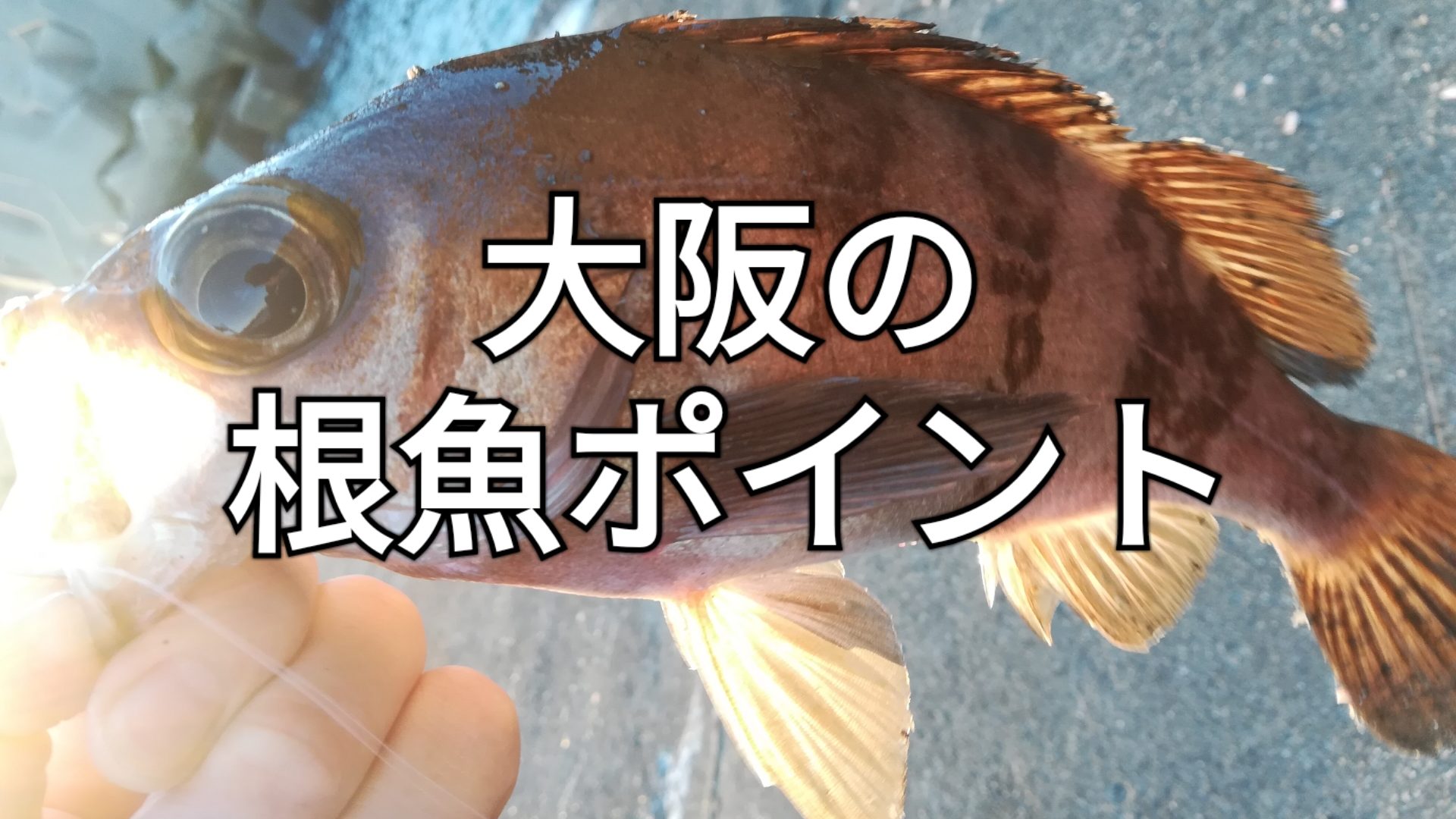 21年版 大阪の根魚 ロックフィッシュポイント14選 アングリングインベスター