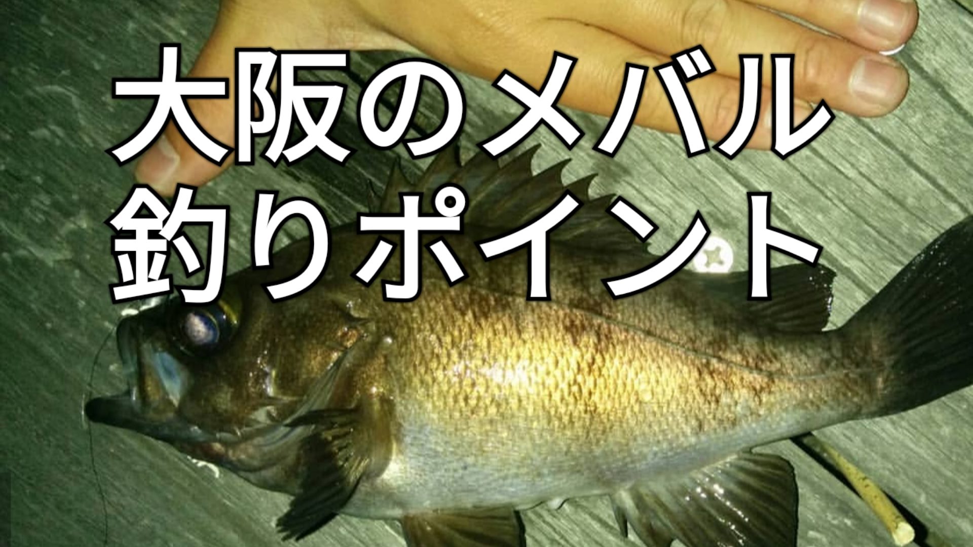 大阪のメバル釣りポイント13選 21年版 アングリングインベスター
