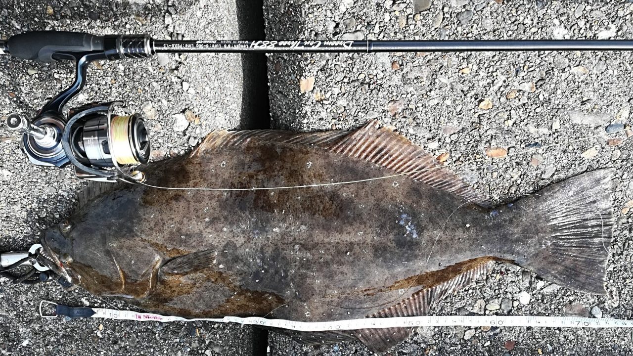 兵庫 須磨浦漁港にて座布団ヒラメが釣れました 年7月中旬 アングリングインベスター