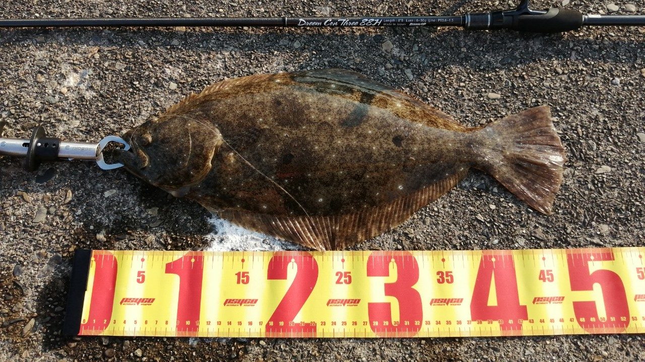 大阪 小島漁港にてヒラメが釣れました 年8月下旬 アングリングインベスター