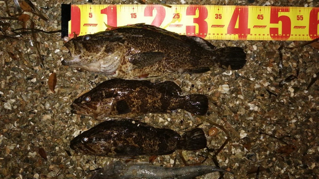 兵庫 室津漁港にて40cmタケノコメバルが釣れました 年8月下旬 アングリングインベスター