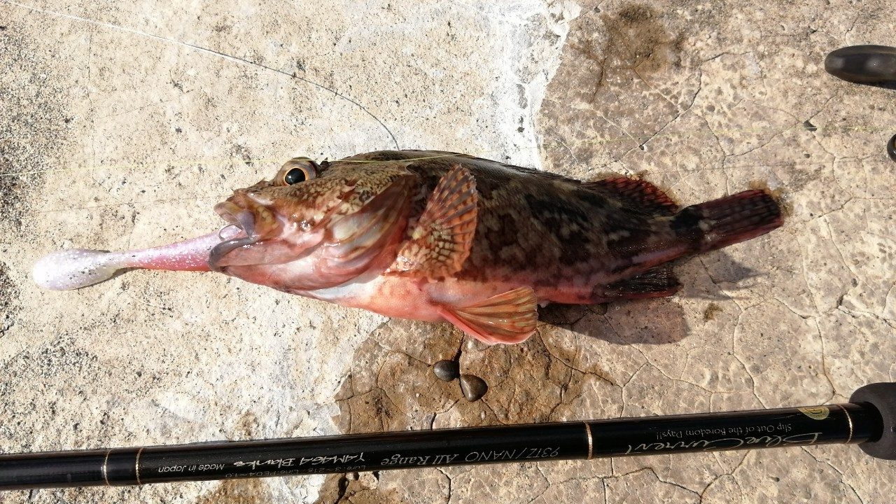 兵庫 須磨浦漁港にてカサゴが釣れました 年9月中旬 アングリングインベスター