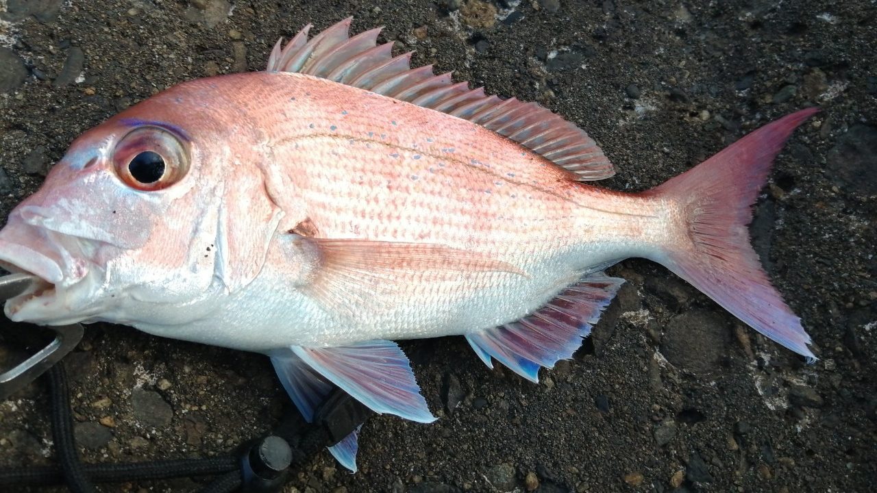 兵庫 西宮浜にて真鯛釣れました 年11月上旬 アングリングインベスター