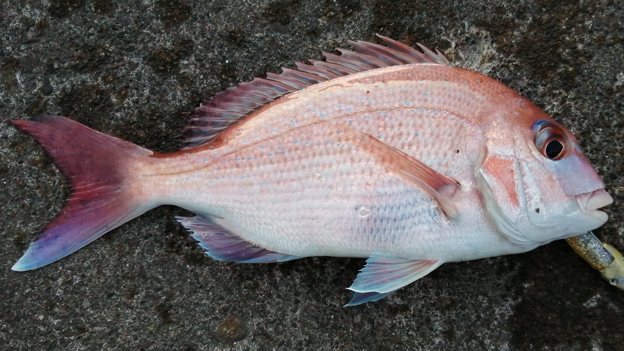 兵庫 新浜漁港で真鯛が釣れました 年11月中旬 アングリングインベスター