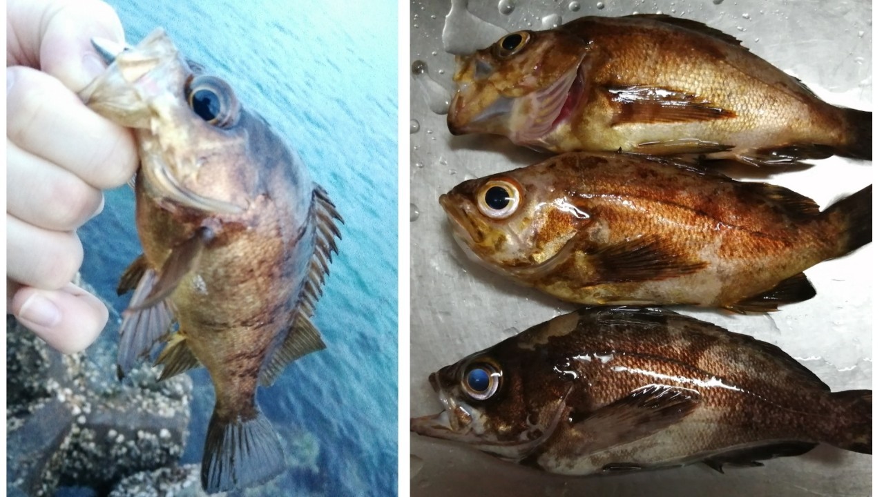 大阪 大川漁港にてメバルが釣れました 21年3月中旬 アングリングインベスター