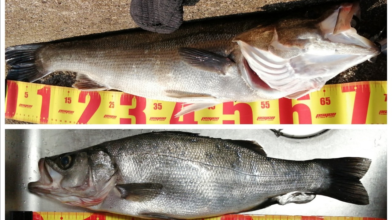 京都 由良川河口にて良型のシーバスが釣れました 21年5月下旬 アングリングインベスター