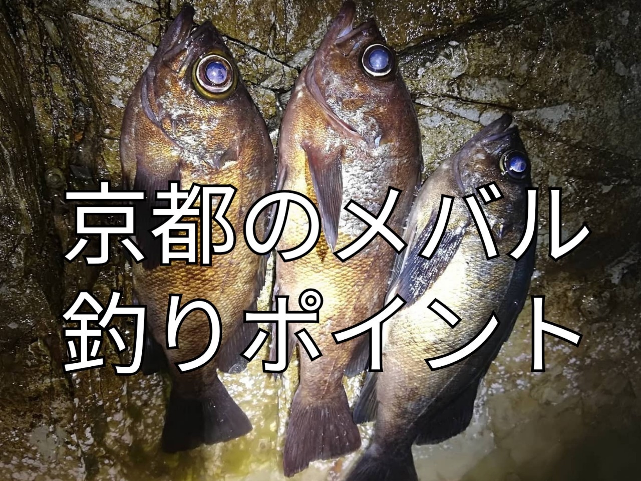 京都のメバル釣りポイント7選 22年度版 アングリングインベスター