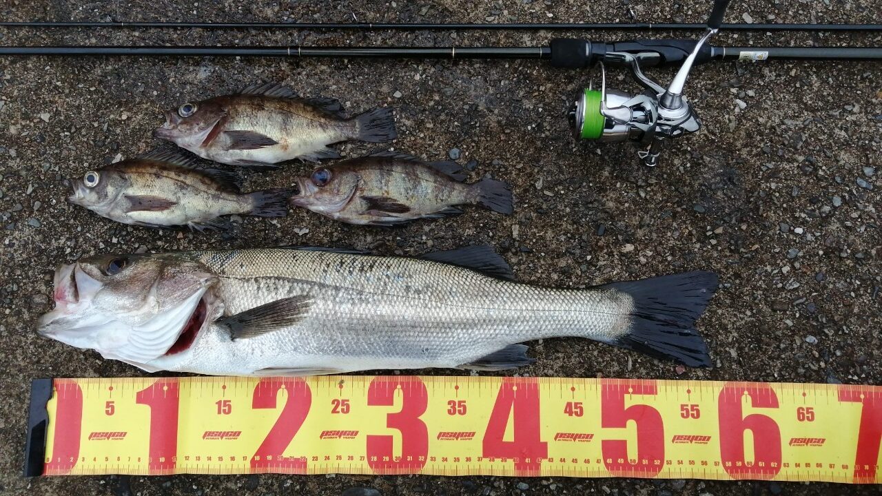 福井 難波江海水浴場にてシーバスが釣れました 22年5月中旬 Angling Investor