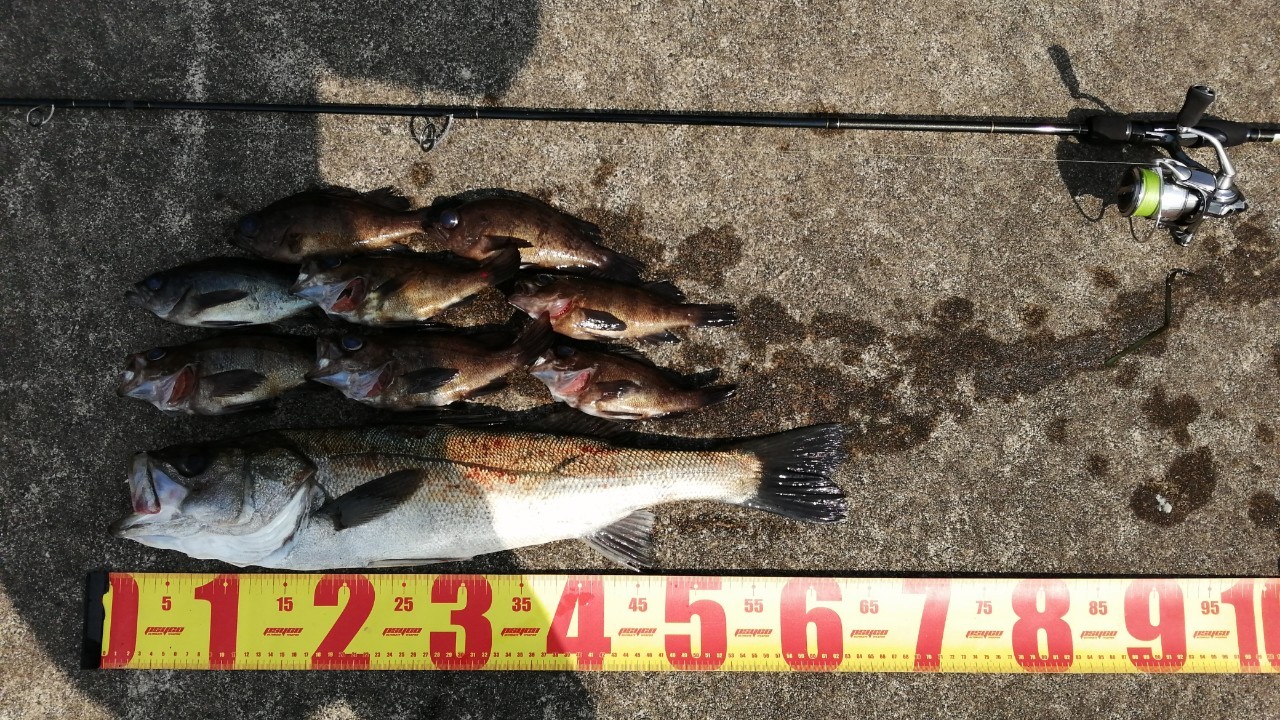 福井 音海大波止にてシーバスが釣れました 22年5月中旬 Angling Investor