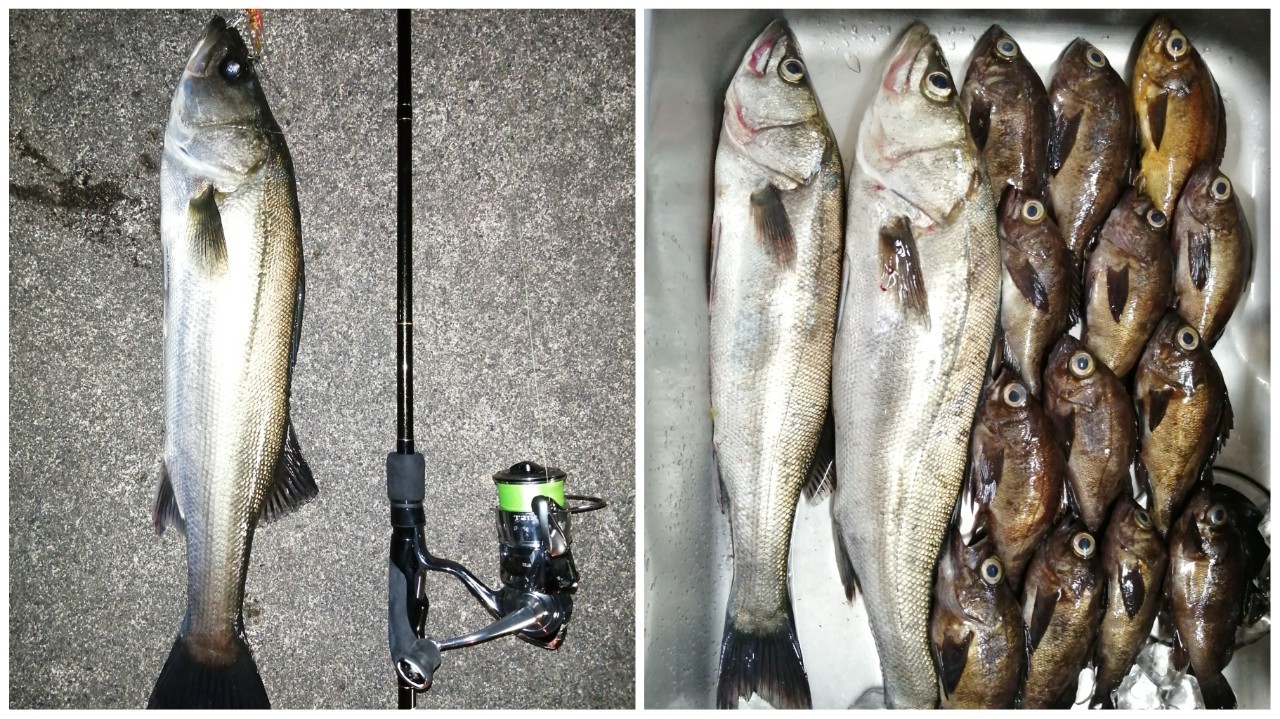 福井 三松漁港にてシーバスが釣れました 22年6月上旬 Angling Investor