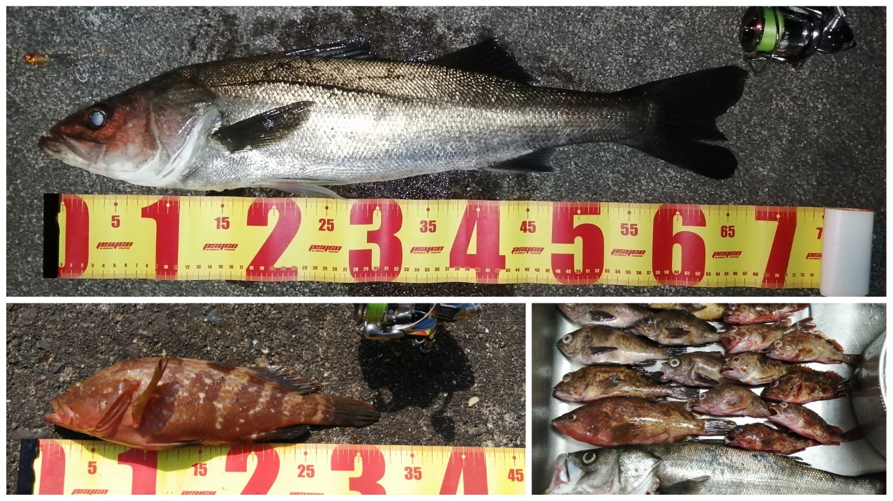 大阪 りんくう公園にてシーバスが釣れました 22年7月中旬 Angling Investor
